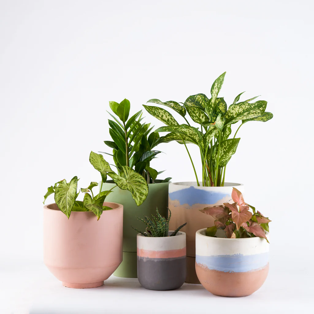Small Indoor Plants